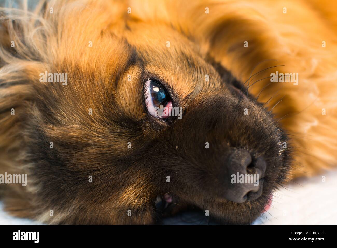 Hund mit Kirschauge in der Tierklinik Stockfotografie - Alamy