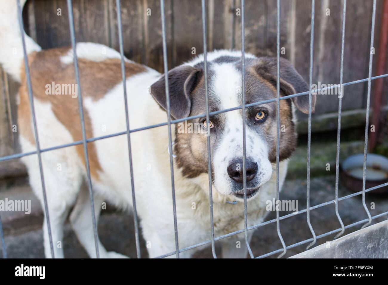Großer Hund Rasse und aggressiv in seinem Gehege Stockfoto