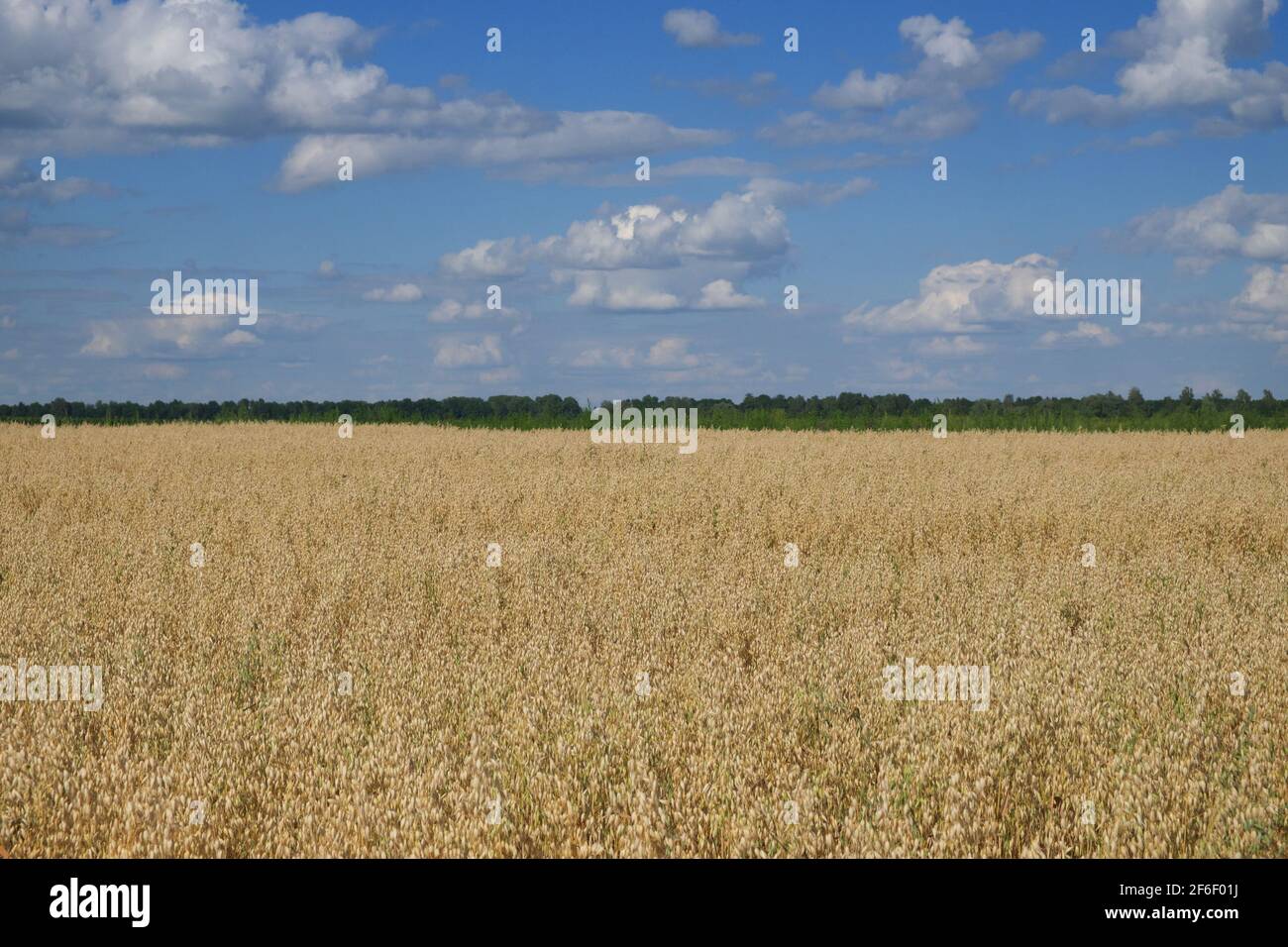 Blauer Himmel über einem weiten Feld von reifen Hafern. Ackerland. Malerische Gegend. Hafer Getreidefelder mit blauem Himmel an einem sonnigen Sommertag vor der Ernte. Stockfoto