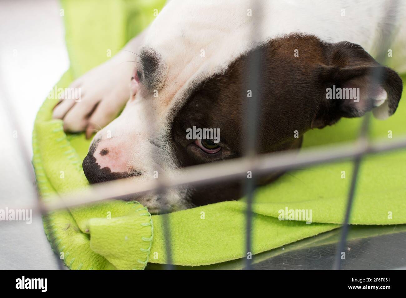 Der Hund erholt sich nach Narkose im Käfig Die Tierklinik Stockfoto