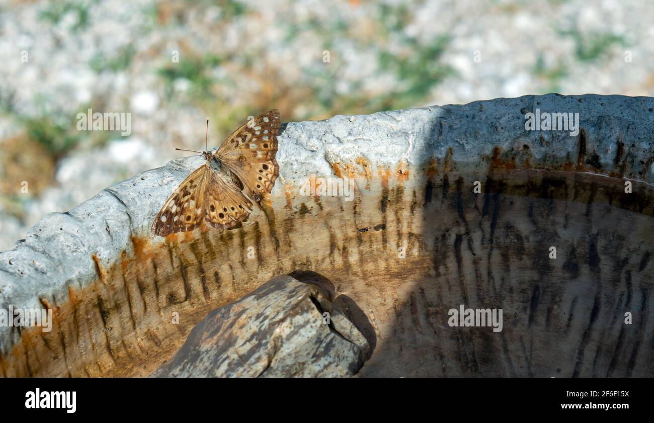 An einem warmen Tag ruht ein hübscher Hackberry-Kaiserschmetterling auf dem Rand eines Zementvogelbades in Missouri. Bokeh-Effekt. Stockfoto