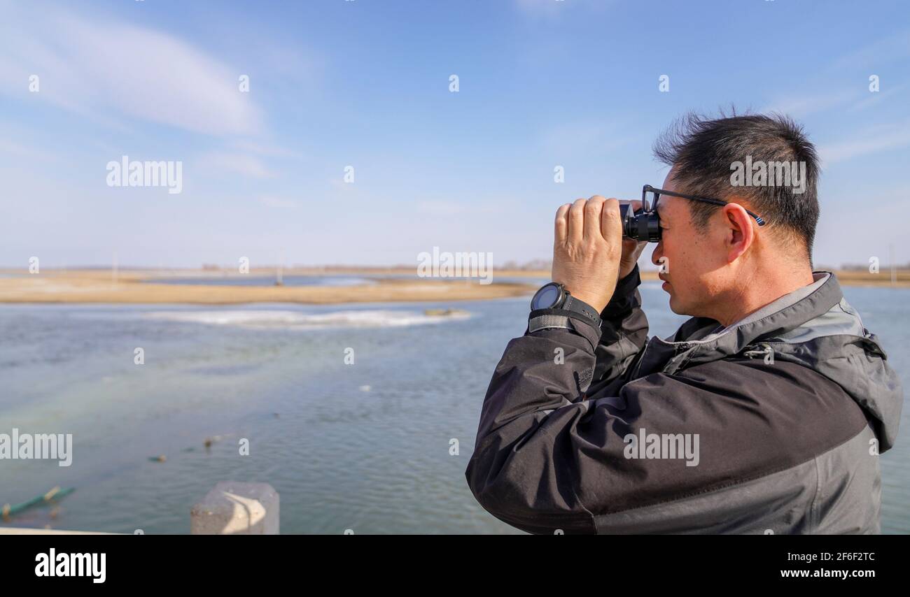 (210331) -- BAICHENG, 31. März 2021 (Xinhua) -- Pan Shengyu, Leiter des Zhenlai-Vogelschutzteams der China Wildlife Conservation Association, beobachtet Zugvögel im Bezirk Zhenlai, Stadt Baicheng, nordöstlich der Provinz Jilin, 30. März 2021. Eine Gruppe von Menschen gehen oft langsam und sprechen mit leiser Stimme am Rande des Feuchtgebiets im Bezirk Zhenlai, wenn das Wetter sich erwärmt. Manchmal nehmen sie ein Fernglas auf, um nach draußen zu schauen, und manchmal beugen sie ihren Kopf, um die geographischen Koordinaten auf ihren Mobiltelefonen aufzuzeichnen. Sie sind Mitglieder des Zhenlai Vogelschutzteams der China Wildli Stockfoto