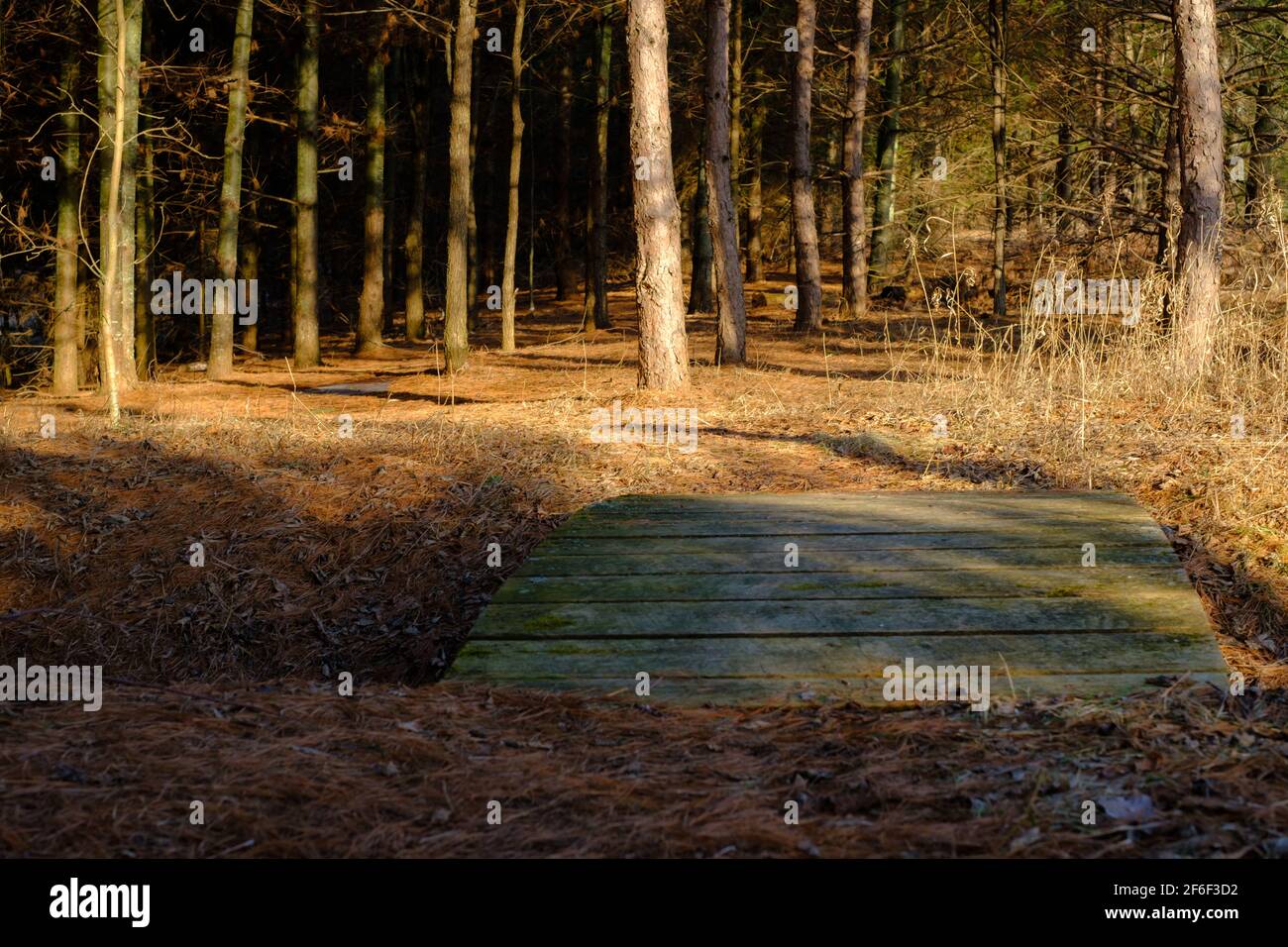 Eine kleine hölzerne Fußgängerbrücke ragen über einen Graben entlang eines Weges, der in ein Waldgebiet mit Nadelbäumen führt. Stockfoto