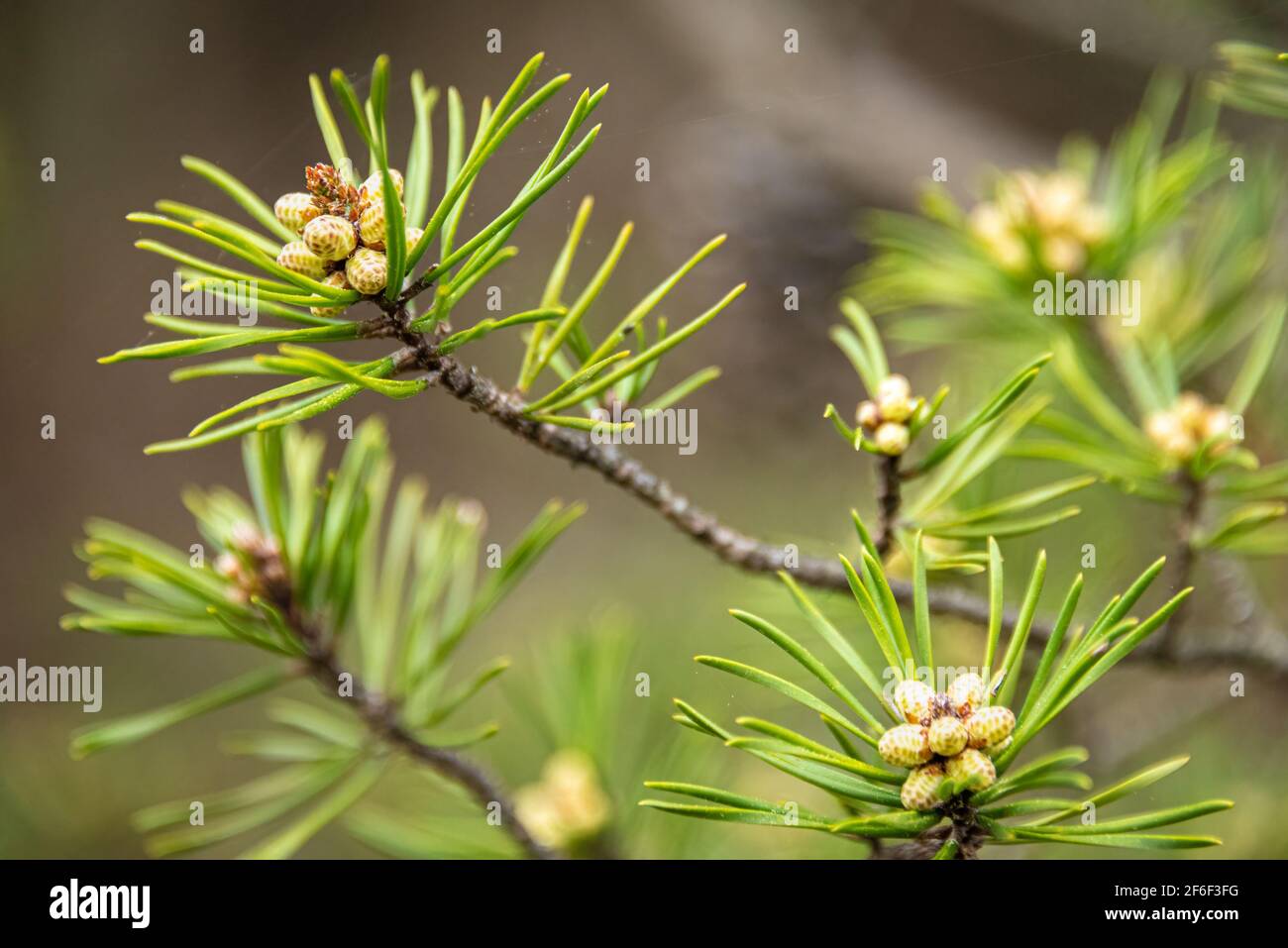 Nahaufnahme von männlichen Kiefernzapfen im Frühjahr entlang des Songbird Habitat Woodland Trail im Stone Mountain Park in der Nähe von Atlanta, Georgia. (USA) Stockfoto