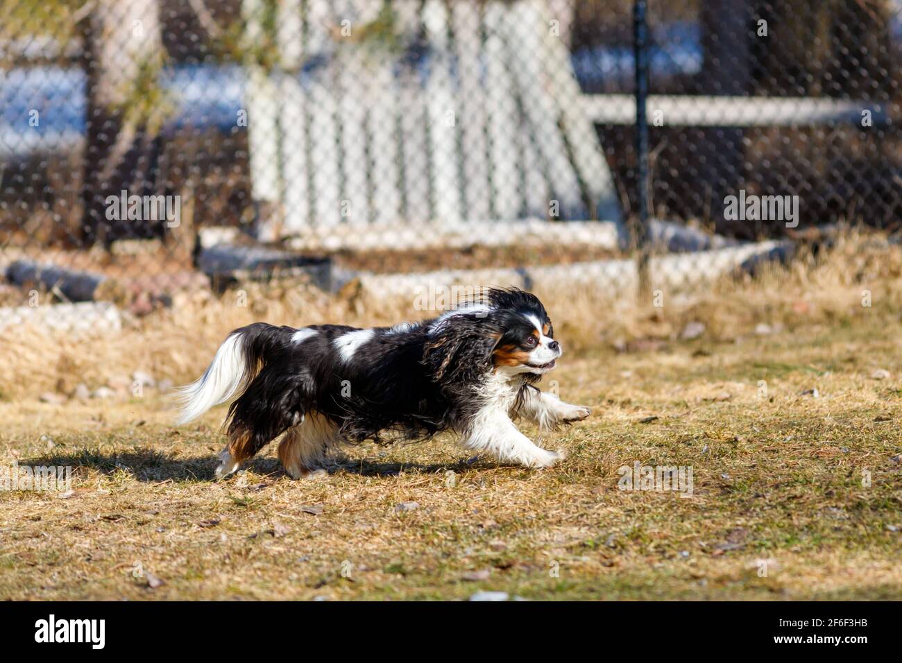 Ein Cavalier King Charles Spaniel mit einem dreifarbigen Mantel läuft in einem Hinterhof. Stockfoto