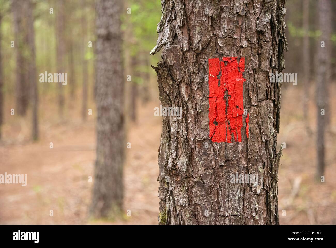 Rot gestrichene Wandermarkierung entlang des Songbird Habitat Woodland Trail im Stone Mountain Park in der Nähe von Atlanta, Georgia. (USA) Stockfoto