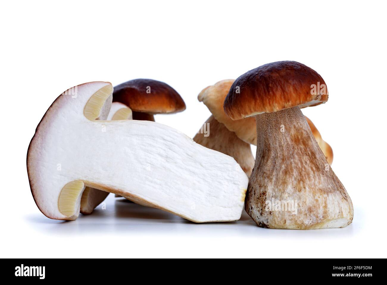 Essbarer Pilz Boletus isoliert auf weißem Hintergrund. Stockfoto