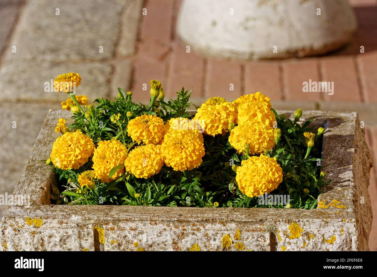 Urbane Steinbetten mit leuchtend gelben Blumen auf einem rosa gefliesten Bürgersteig. Stockfoto