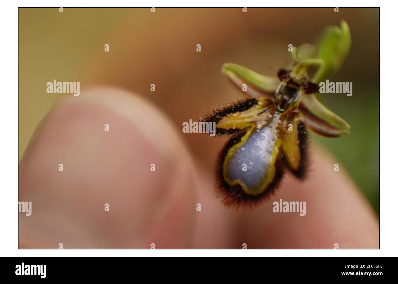 Orchidee Aphrodisiakum Effekt für Valentine's in Kew Gardens. Die weniger als ein Zoll groß, die Bee Orchidee, eine der Viertel einer Million Orchideen gehen auf Show in der heißen, dampfenden Prinzessin von Wales Konservatorium für Kews zehnten Orchideenfestival, Orchids Exposedpic David Sandison 13/2/2004 Stockfoto