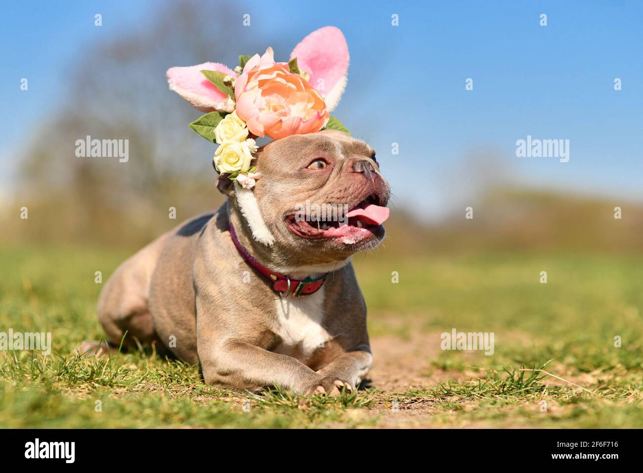 Die französische Bulldogge ist als Osterhase verkleidet und trägt ein Stirnband Mit Blumen Stockfoto