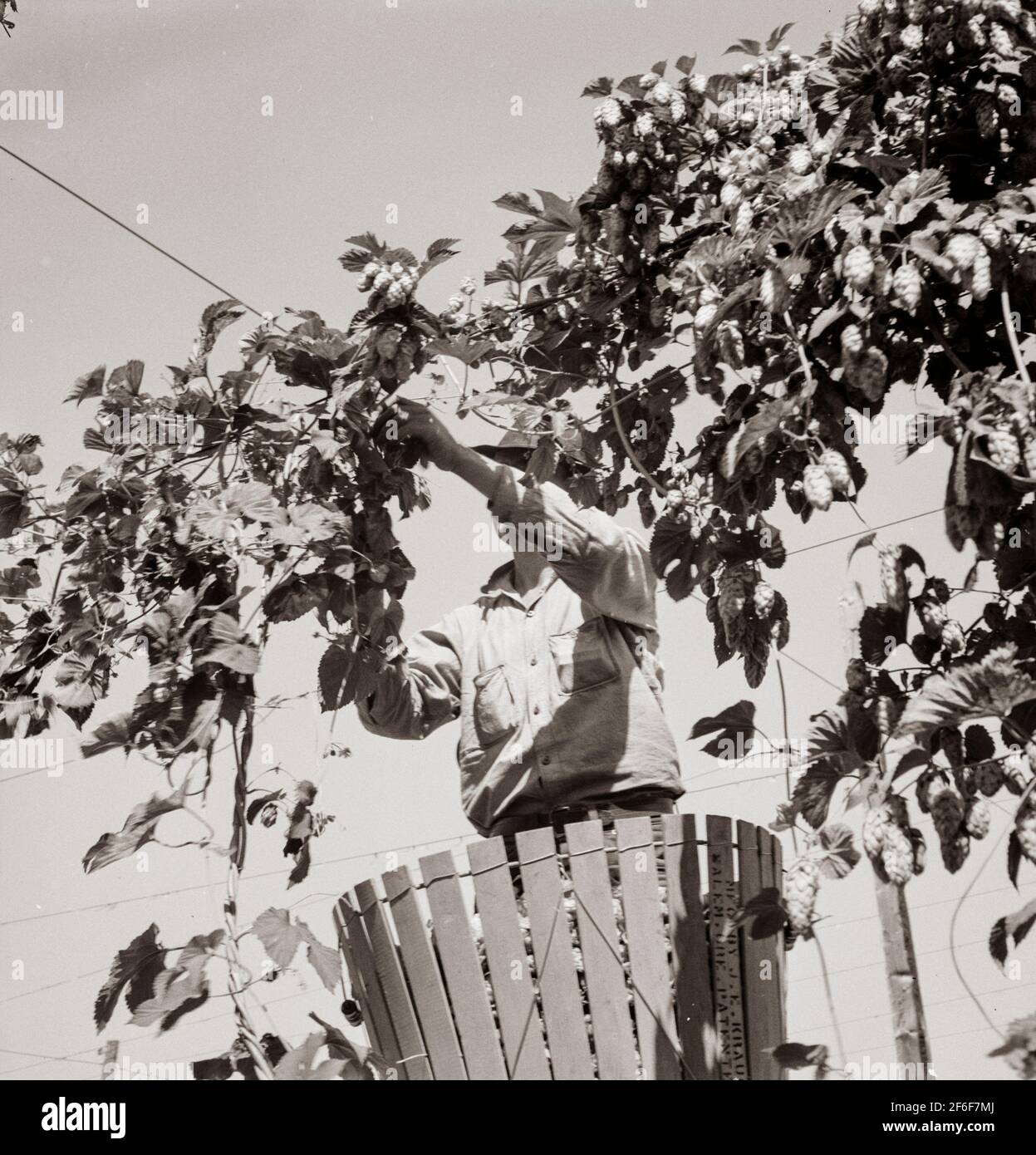 Hopfenwein und Hopfenpflücker. In Der Nähe Von Independence, Polk County, Oregon. 1939. Foto von Dorothea lange. Stockfoto