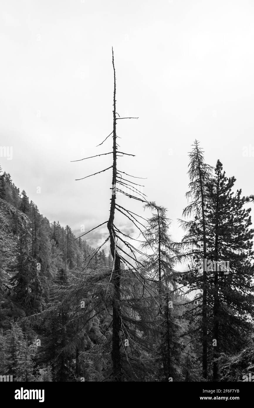 Larix-Bäume. Gadertal. Italienische Alpen. Europa. Stockfoto