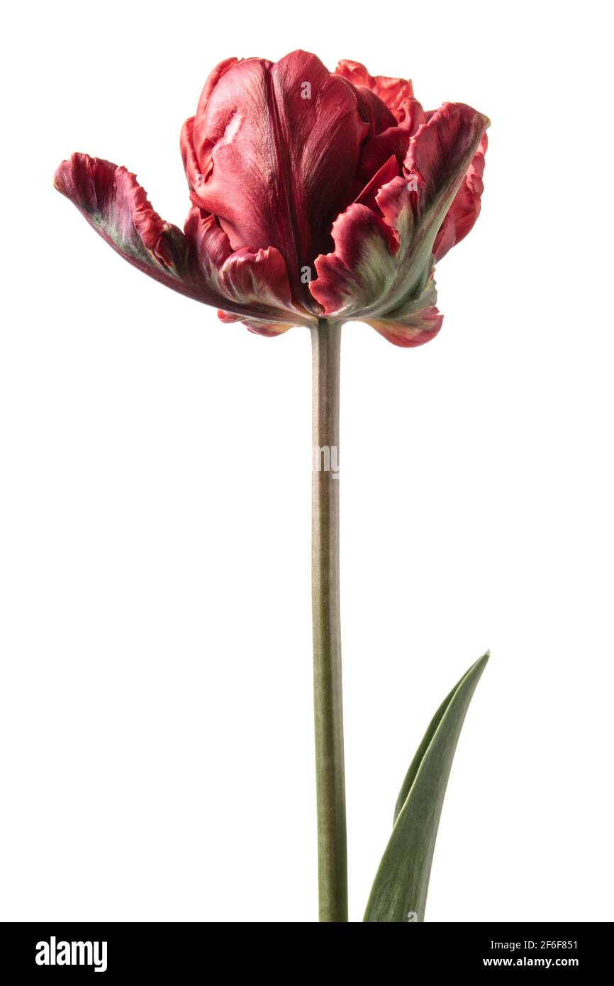 Majestätische rote Tulpe isoliert auf weißem Hintergrund Stockfoto