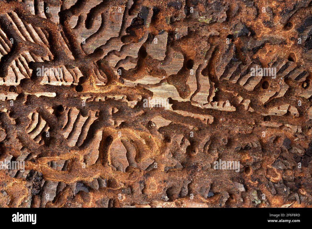 Fichtenrinde mit Muster aus Rindenkäfer (IPS Typographus). Stockfoto