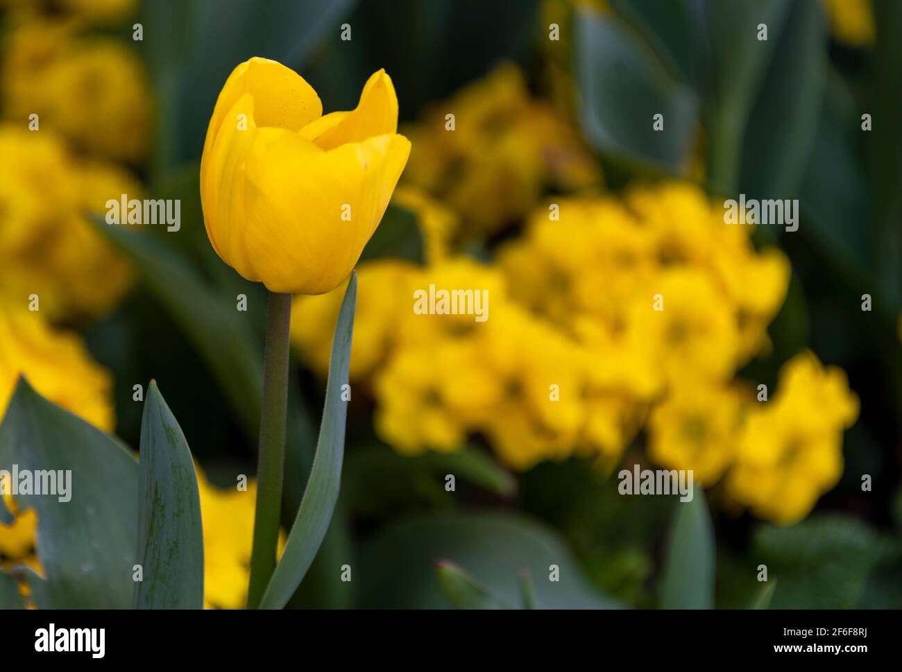 Single Yellow Tulip Tulipa vor dem Hintergrund der gelben Primeln UK Stockfoto
