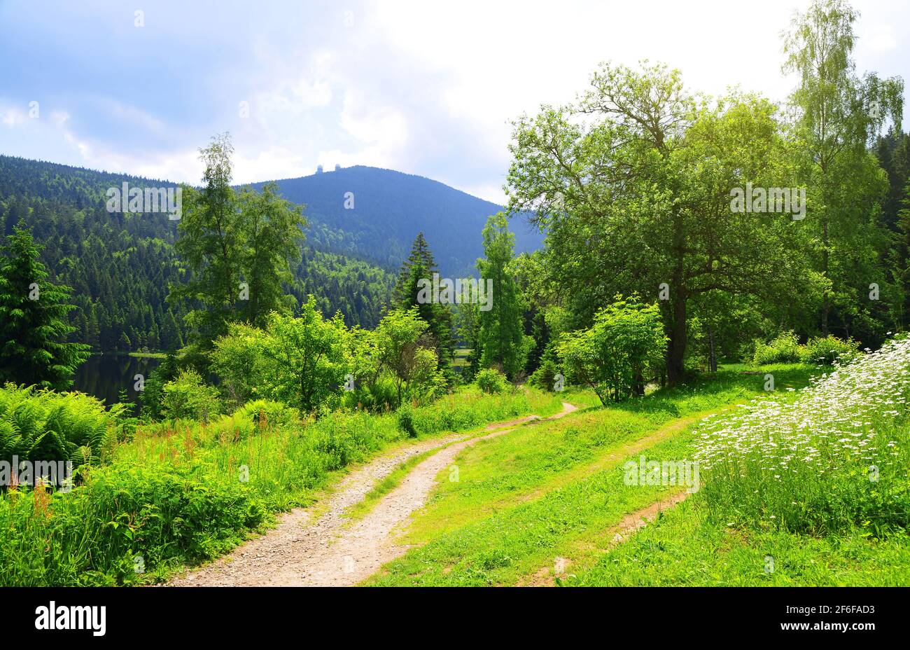 Frühlingslandschaft. Wanderweg am Kleinen Arbersee im Nationalpark Bayerischer Wald, Deutschland. Stockfoto
