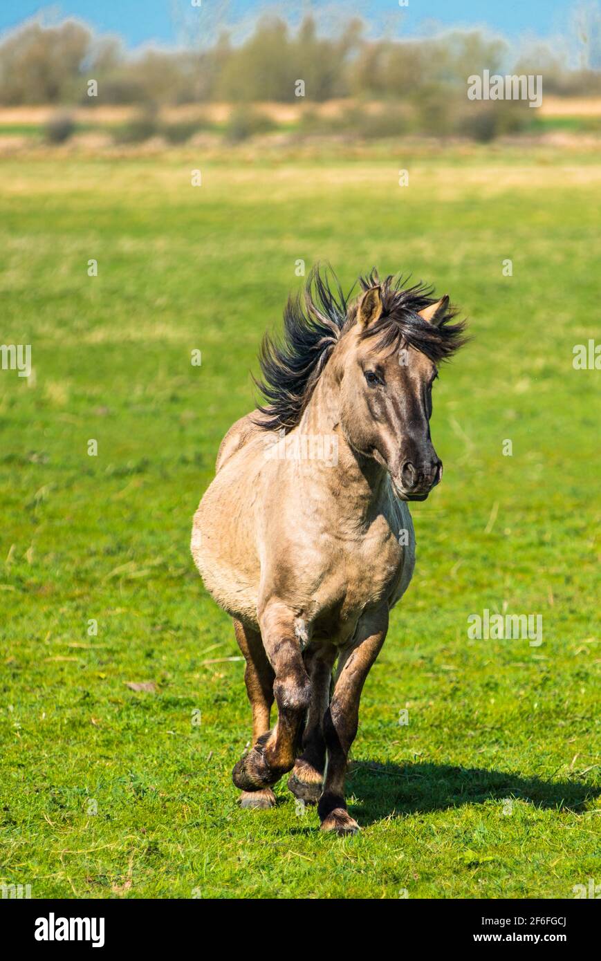 Konik Ponys auf der Wicken Fen Naturschutzgebiet, Cambridgeshire, England, Großbritannien Stockfoto