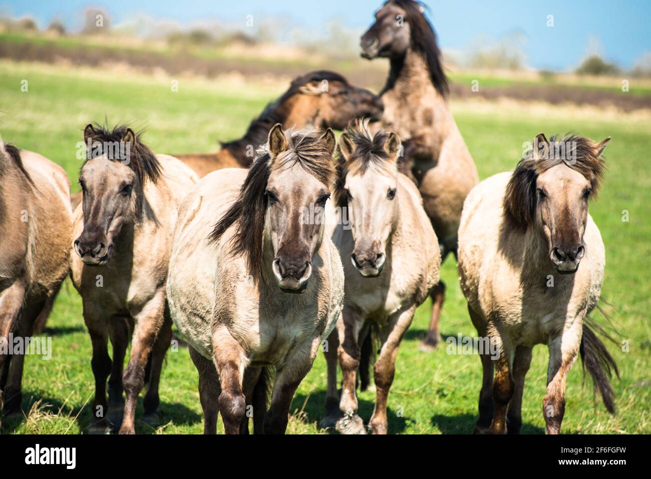 Konik Ponys auf der Wicken Fen Naturschutzgebiet, Cambridgeshire, England, Großbritannien Stockfoto