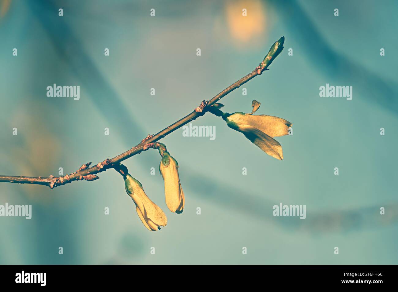 Leuchtend gelbe Forsythia blüht im frühen Frühjahr. Stockfoto