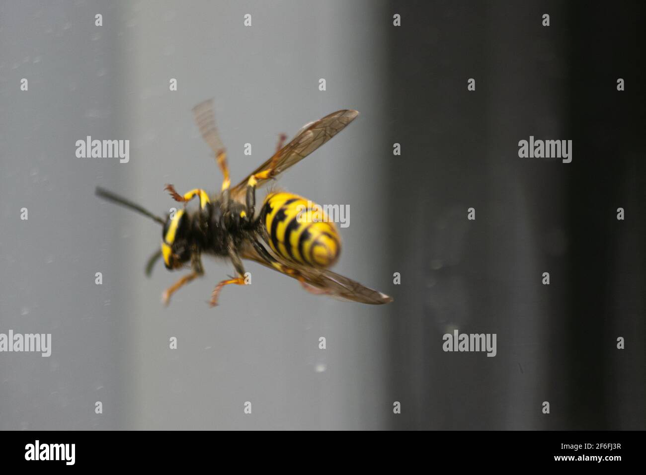 Große europäische Wespe, die in einem Glasfenster gefangen ist Stockfoto
