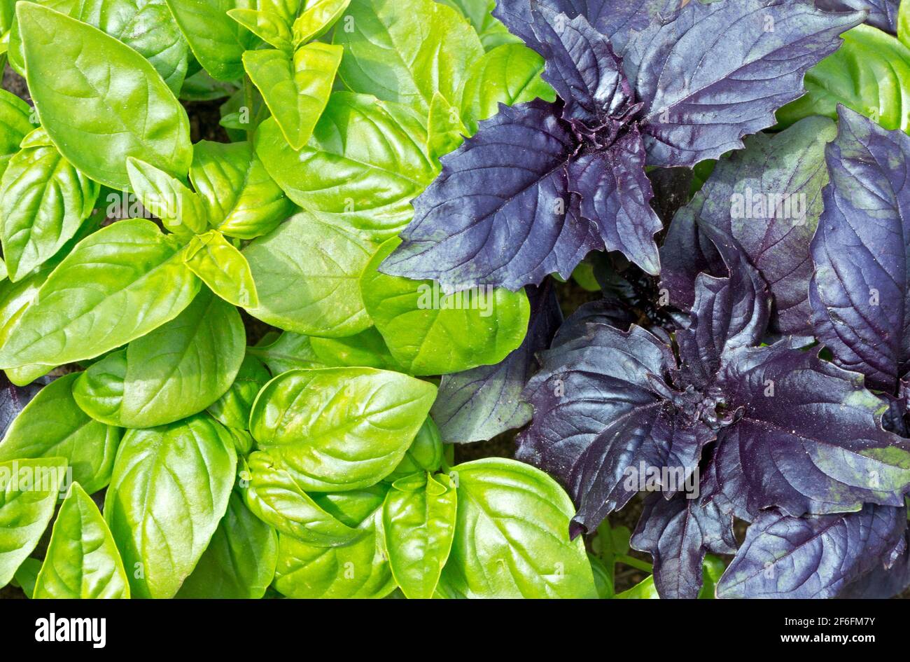 Basilikumblatt (Ocimum basilicum). Frisches Bio-Grün und lila Basilikum wächst im Garten Draufsicht. Basilikum verlässt Plantage. Grüner Frühling abstrakt Stockfoto