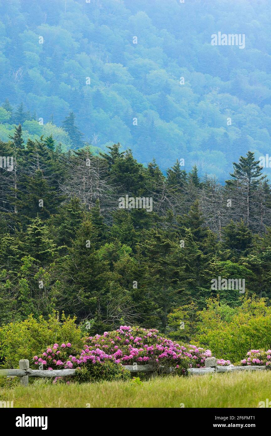 Rhododendren blühen über dem gespaltenen Schienenzaun Stockfoto