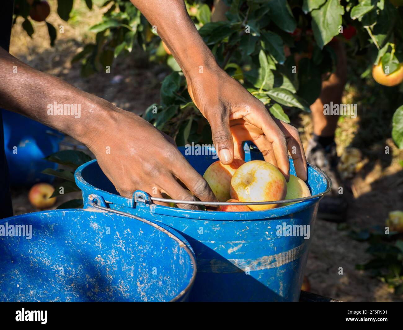 Bauern reichen mit frisch geernteten roten Äpfeln in Blau Eimer Stockfoto