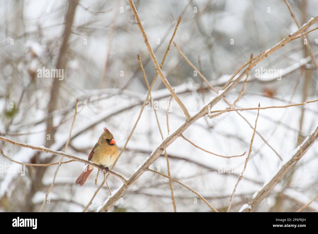 Weibliche nördliche Kardinal sitzt auf einem verschneiten Ast Stockfoto