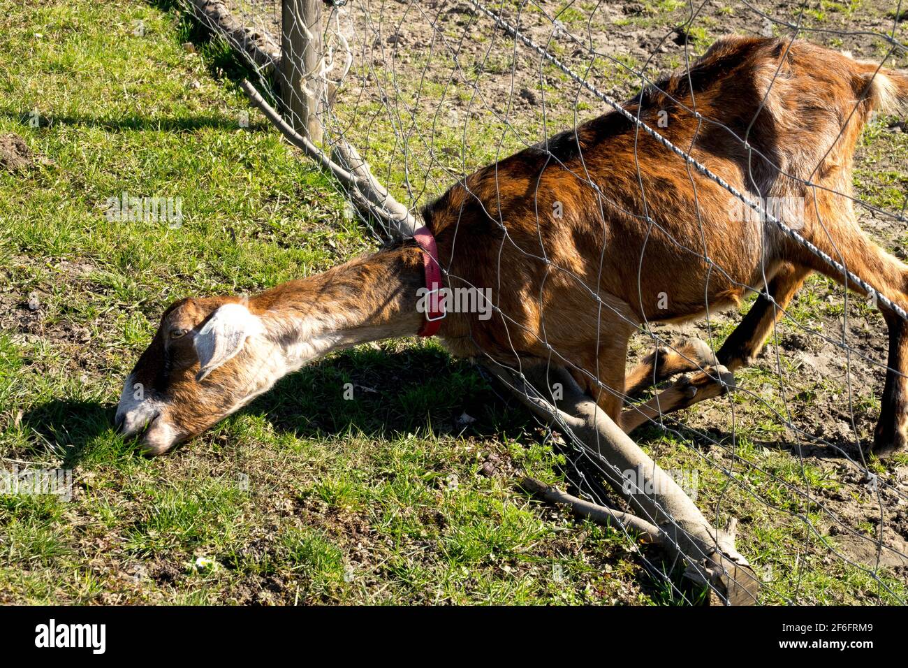 Eine clevere Ziege grast frisches Gras, Drahtzaun Stockfoto