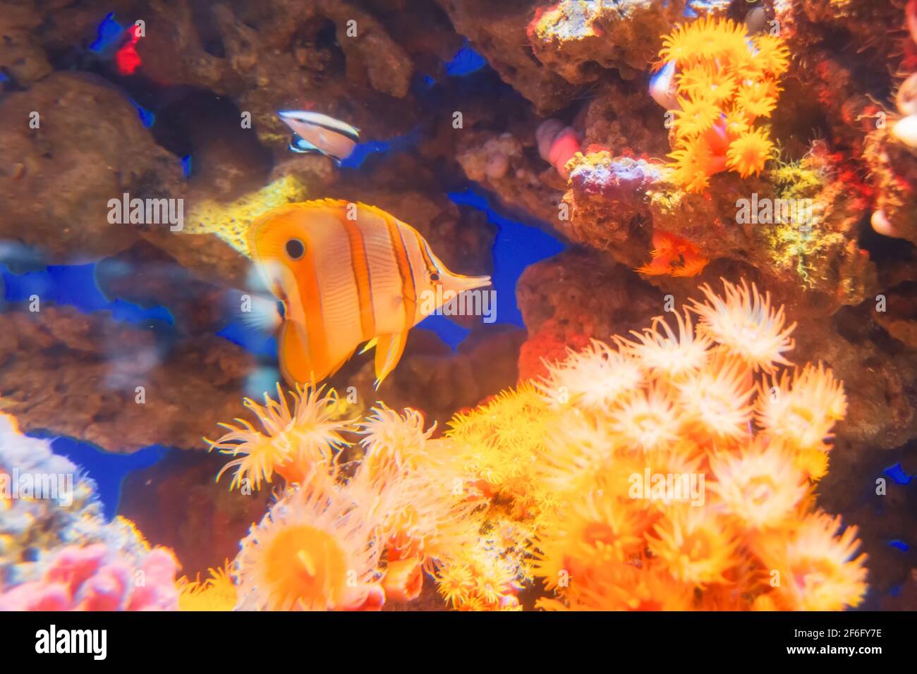 Korallenpolypen orange tropische Fische von tiefgelber Farbe mit Lose stechende Zellen für Phytoplankton-Catcher Stockfoto