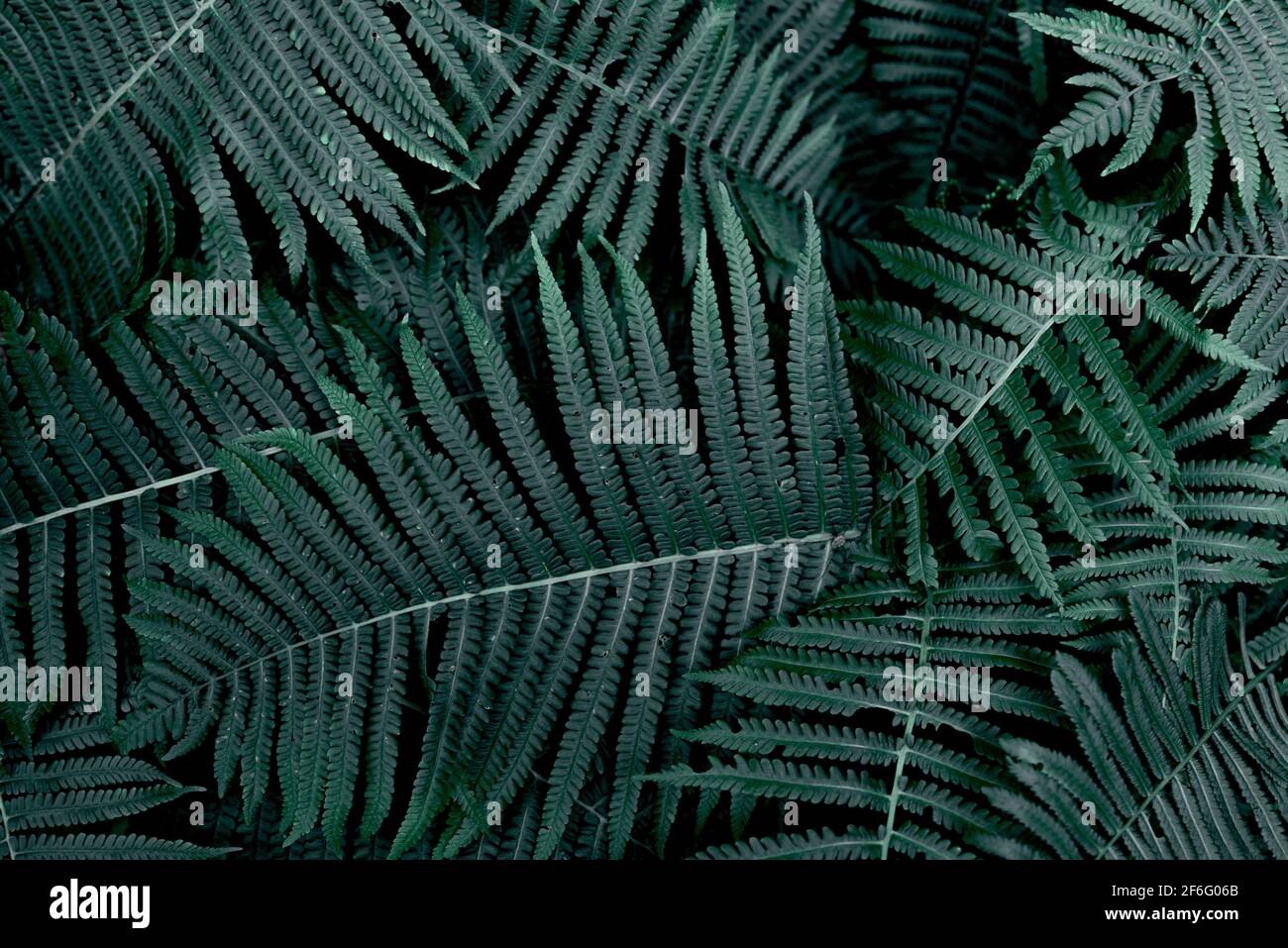 Frischer grüner Farn hinterlässt Hintergrund. Abstraktes Muster von dunkelgrünen Farnwedeln (polypody). Botanische üppige Laub Textur Hintergrund für Öko-Design wi Stockfoto