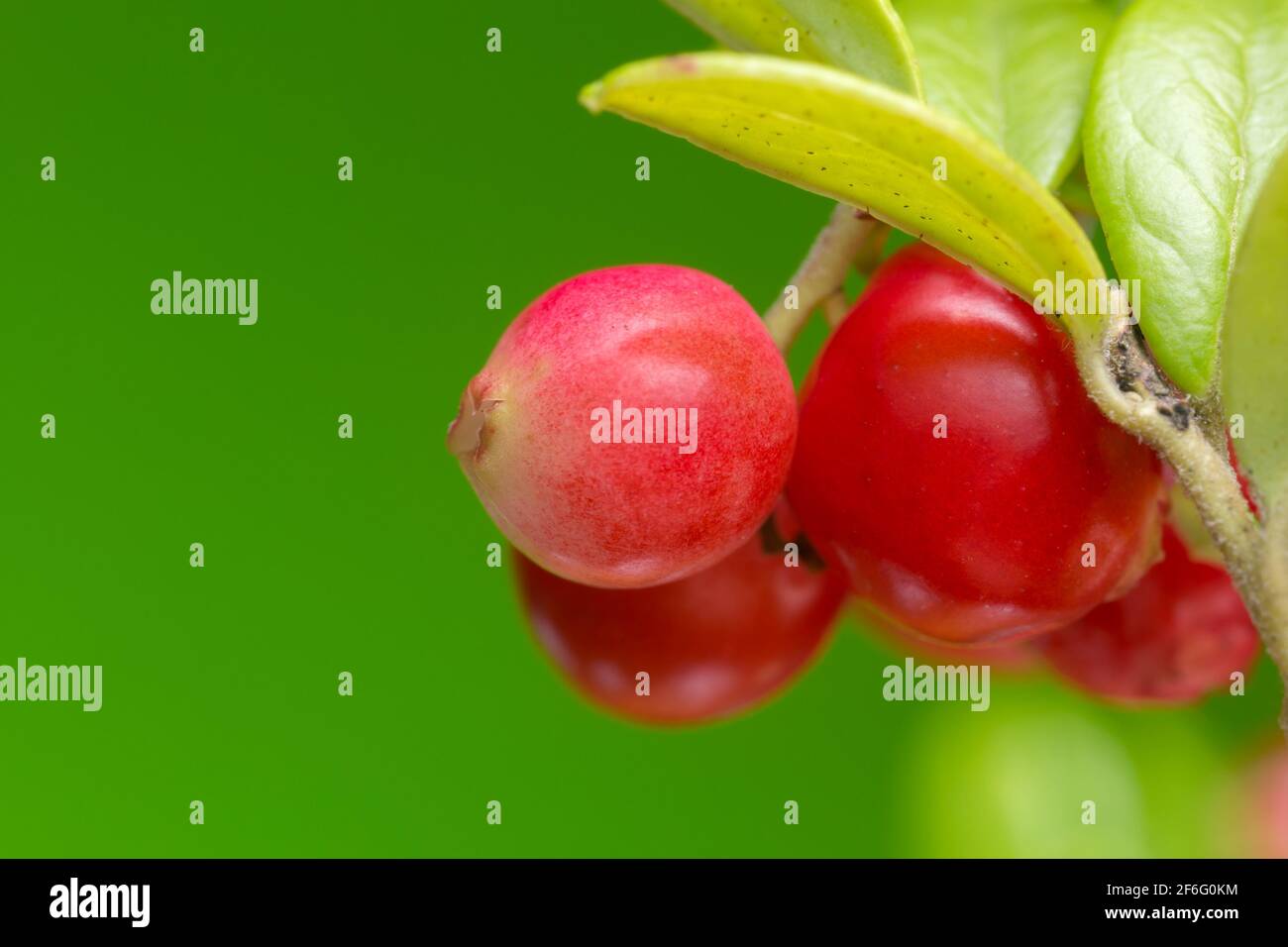 Kuhbeeren, Vaccinium vitis-idaea auf der Pflanze, Copyspace auf dem Foto Stockfoto