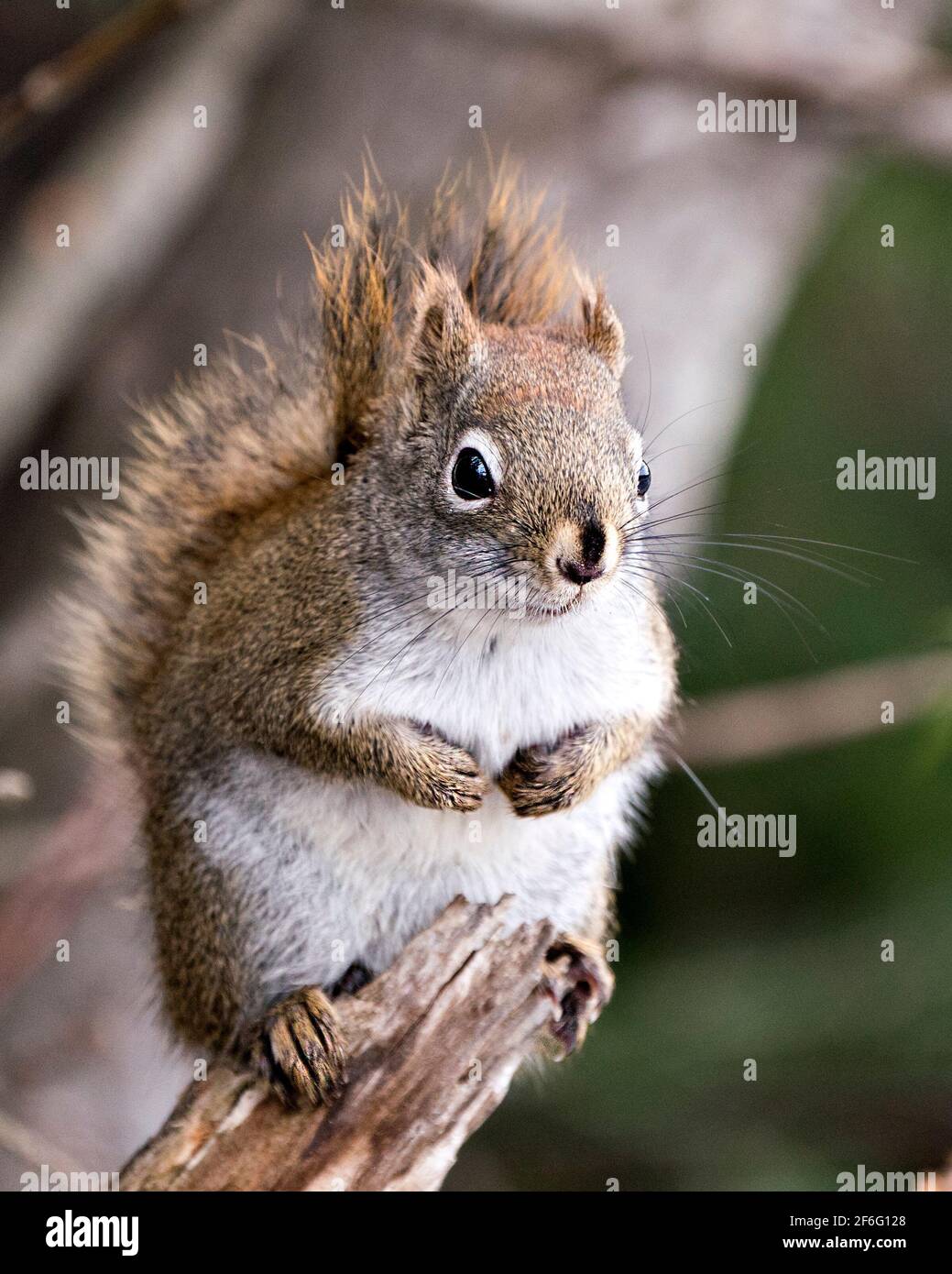 Nahaufnahme des Eichhörnchen-Profils im Wald, das auf einem Zweig mit unscharfem Hintergrund steht und sein braunes Fell, seine Pfoten und seinen buschigen Schwanz in seinem Lebensraum zeigt. Stockfoto