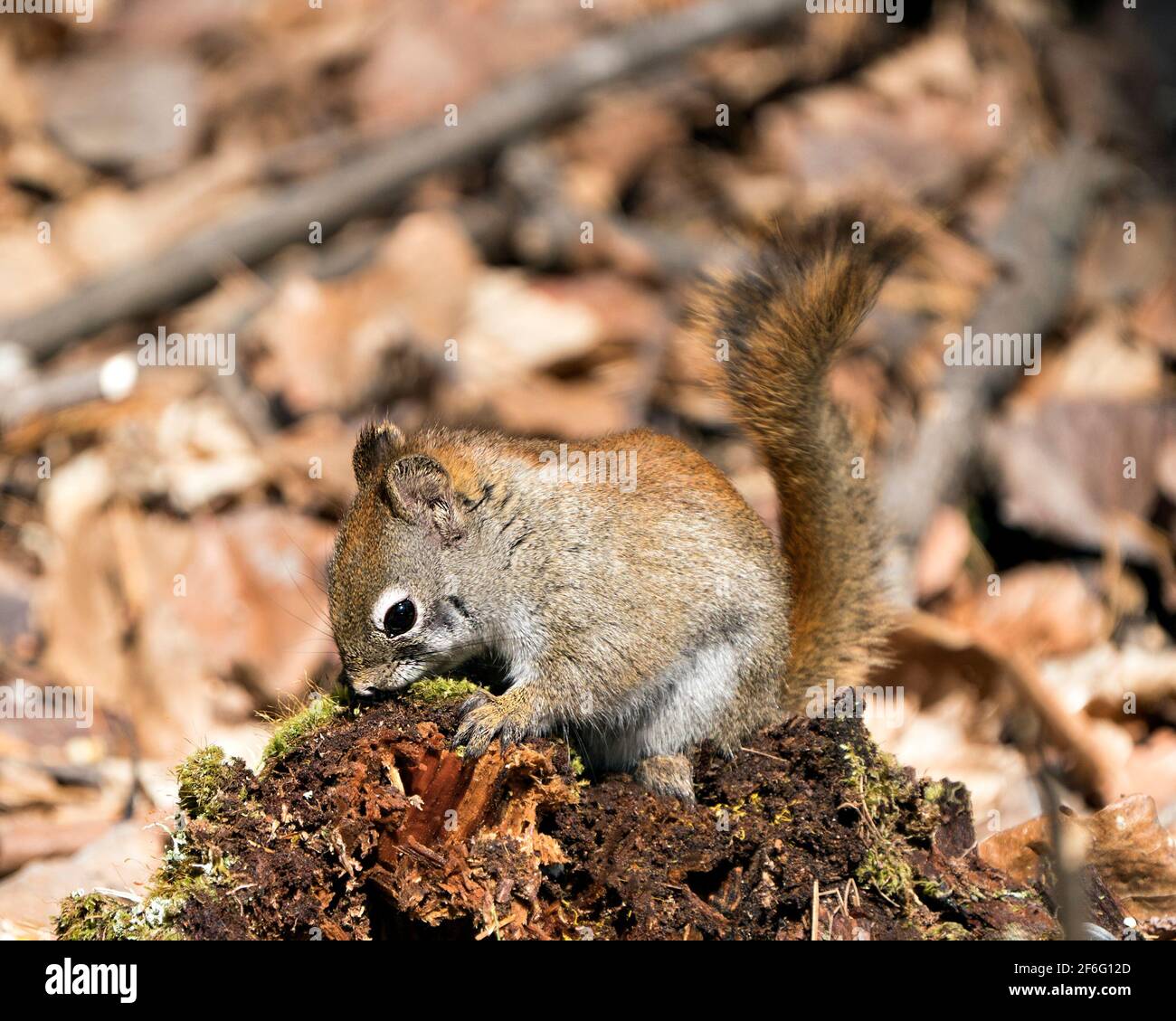 Nahaufnahme des Eichhörnchen-Profils, das auf einem Moosstumpf im Wald sitzt und buschigen Schwanz, braunes Fell und Pfoten mit unscharfem Hintergrund in seinem Lebensraum zeigt. Stockfoto