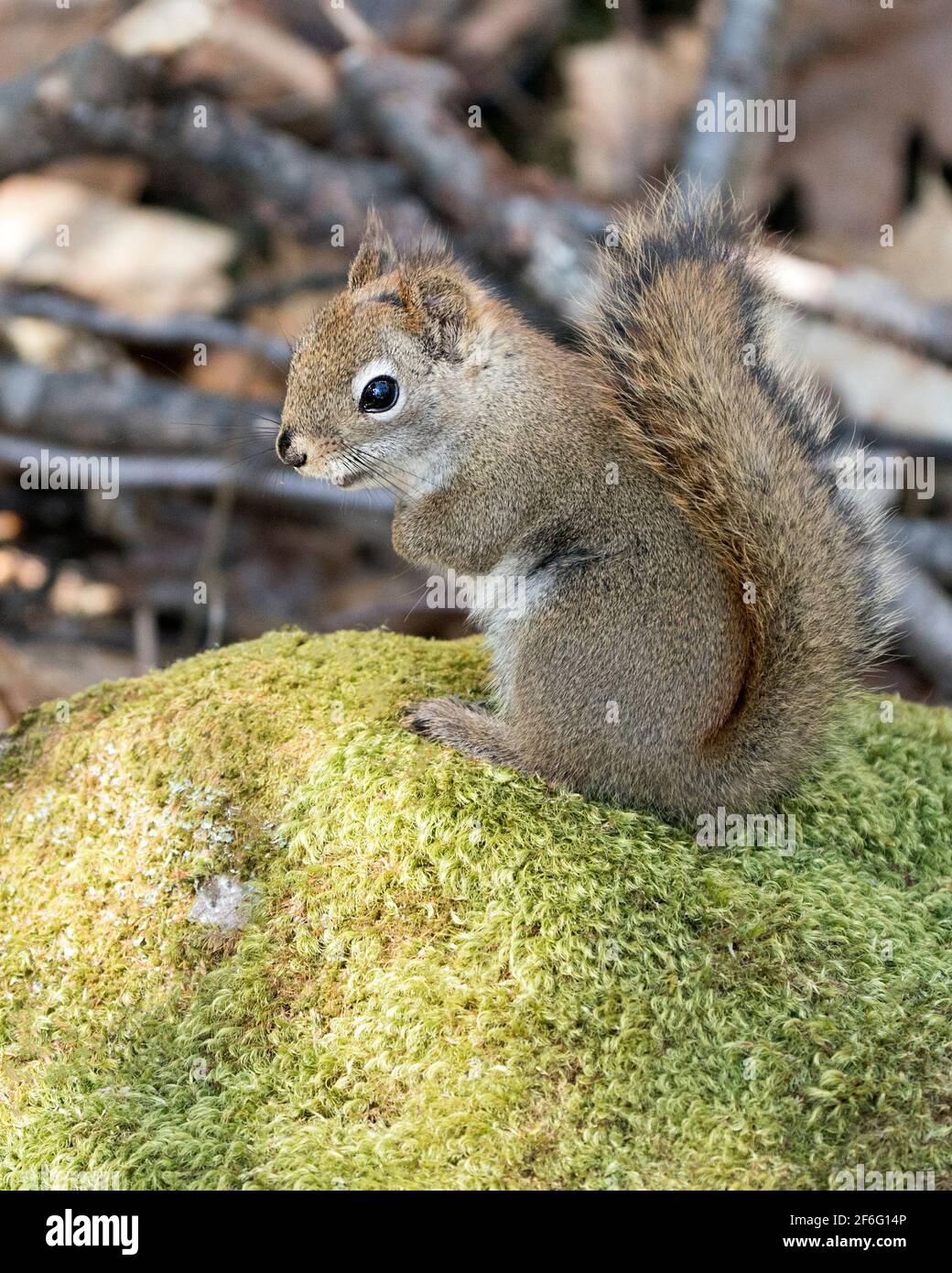Nahaufnahme des Eichhörnchen-Profils, das auf einem Moosfelsen im Wald sitzt und buschigen Schwanz, braunes Fell, Nase, Augen und Pfoten mit einem unscharfen Felshintergrund zeigt. Stockfoto