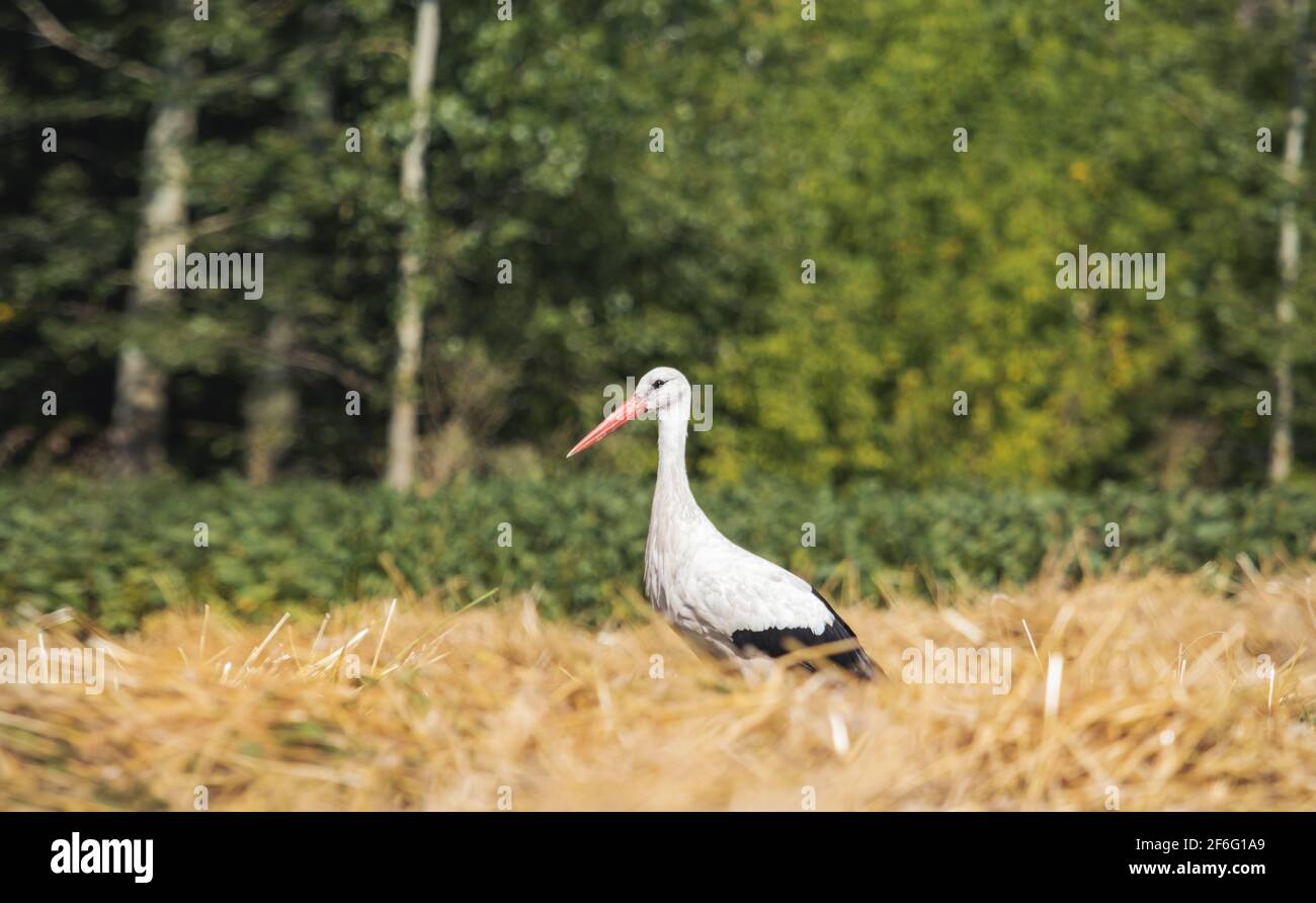 Storch steht zwischen dem Weizenfeld Stockfoto