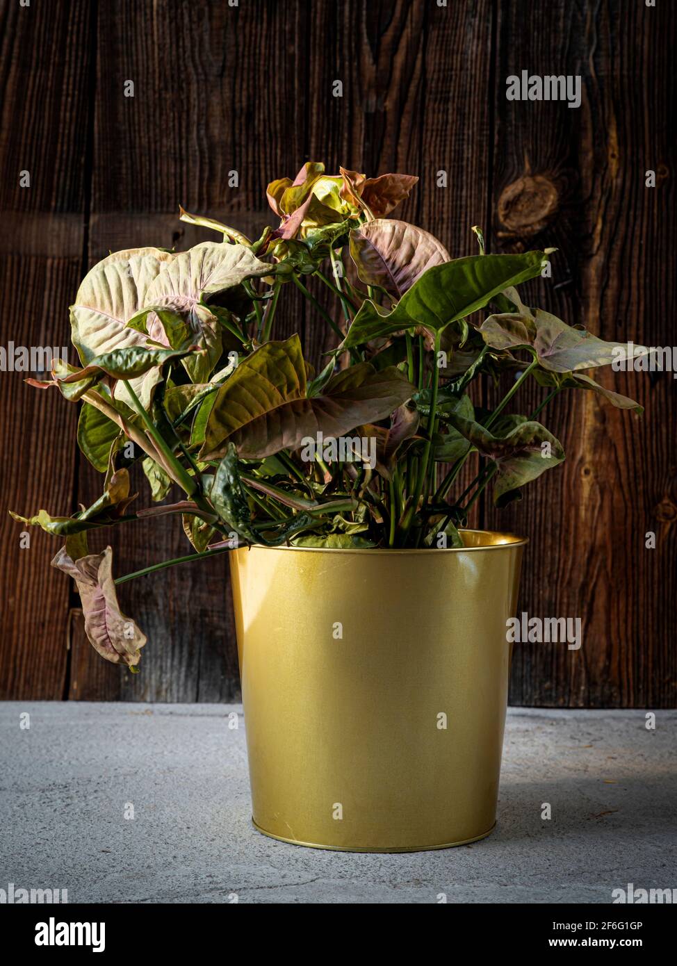 Syngonium Maria (Syngonium podophyllum) Pflanze in goldenem Blumentopf auf dunklem rustikalem Holzhintergrund. Zimmerpflanzenpflege, Heimdekoration Stockfoto