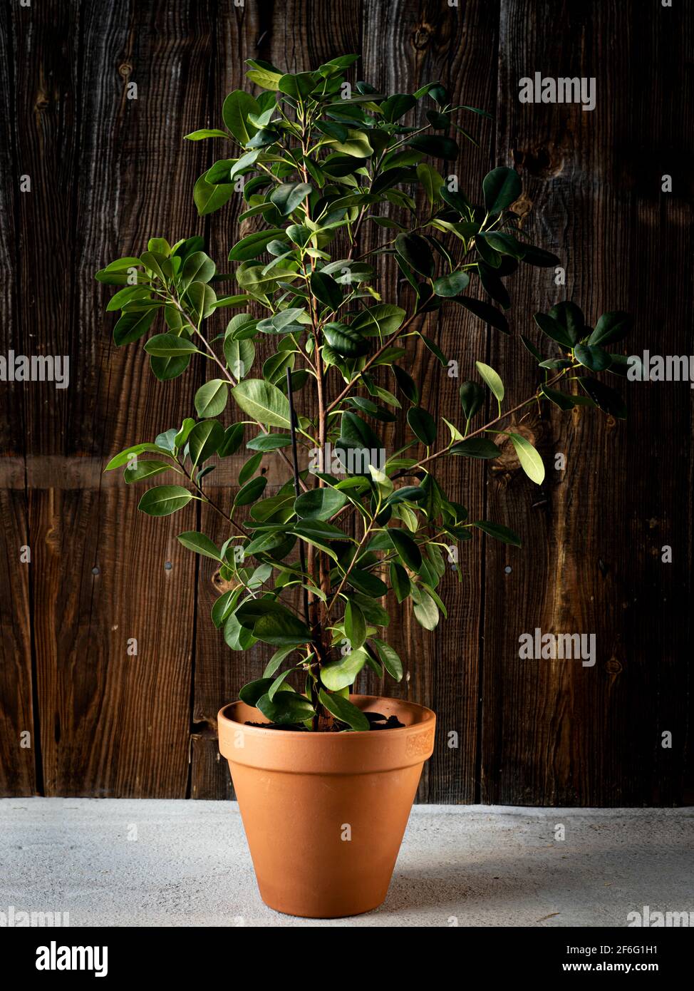 Zimmerpflanze Ficus aus Terrakotta-Blumentopf auf dunklem rustikalem Holzhintergrund. Zimmerpflanzenpflege, Heimdekoration Stockfoto