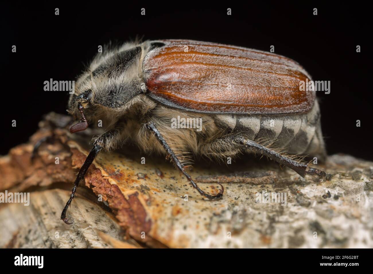 Makro-Foto von Waldschaben, Melolontha hippocastani auf Holz Stockfoto