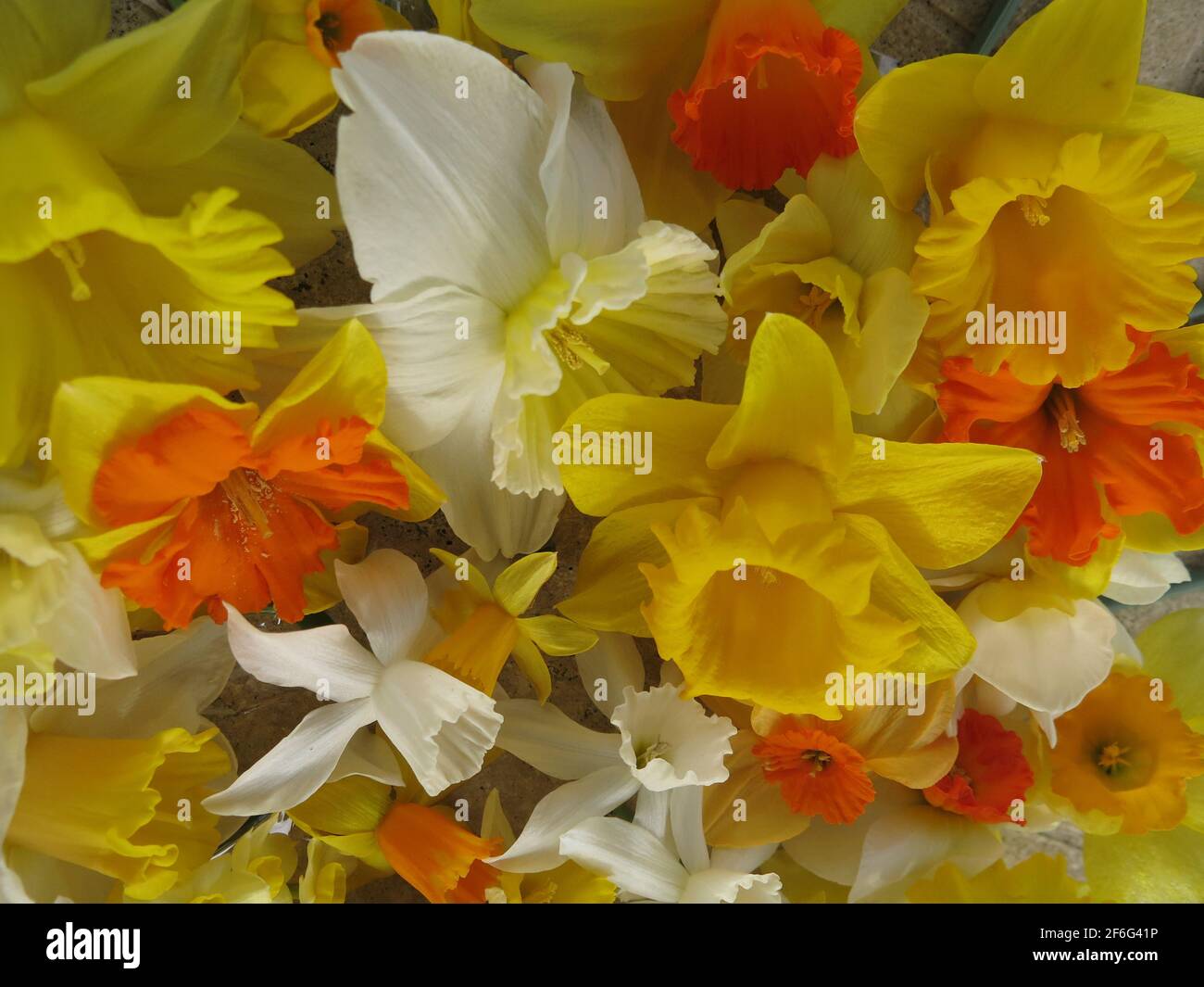 Nahaufnahme einer Masse von Narzissenblüten verschiedener Sorten, die nach oben auf einen Tisch gerichtet sind; gelb, orange und weiß. Stockfoto