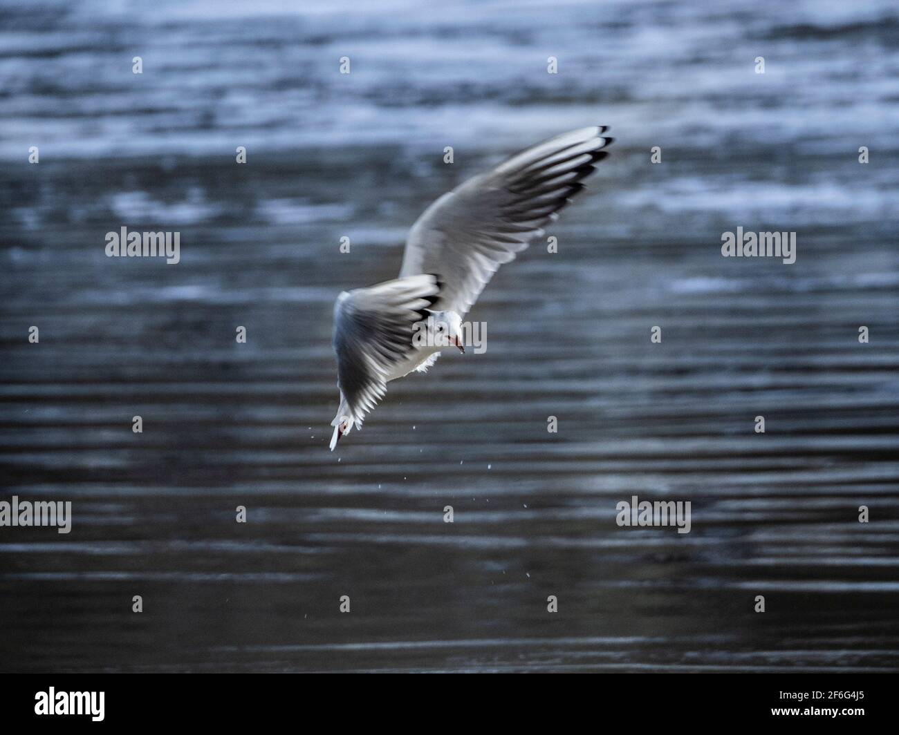 Eine natürliche Szene von Möwen fliegen und gleiten über Wasser Stockfoto