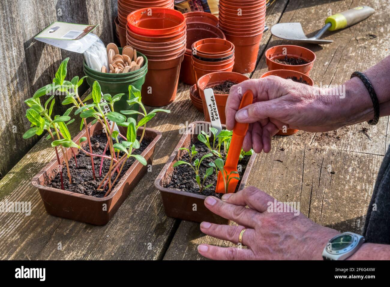 Frau, die rote Dahlia-Sämlinge, Dahlia coccinea, hebt, um sie anzutopfen. Stockfoto