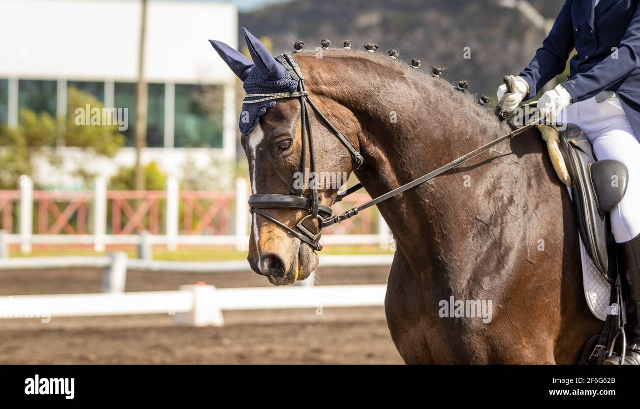 Dressurwettbewerb, Reiten in der Arena im Freien, Show. Stockfoto