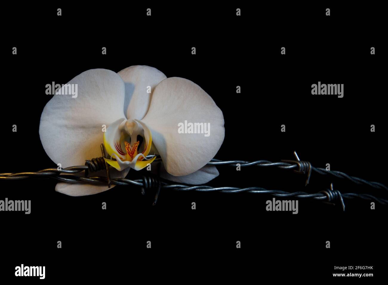 Weiße Orchideenblüte und Stacheldraht isoliert auf schwarzem Hintergrund, Konzept von Weiblichkeit und Schmerz Stockfoto