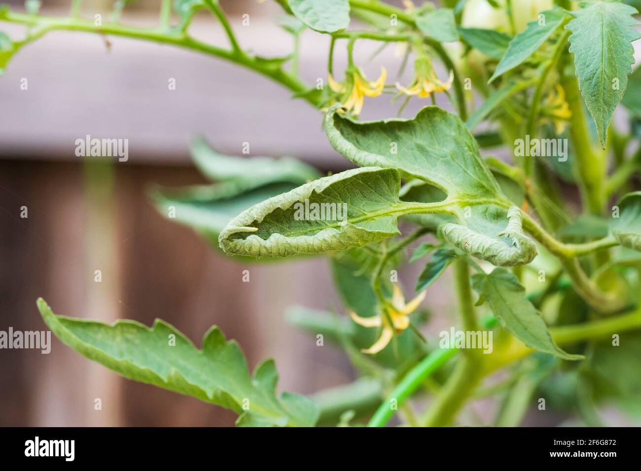 Blühende Tomatenpflanze, Solanum lycopersicum, zeigt gewellte Blätter. Stockfoto