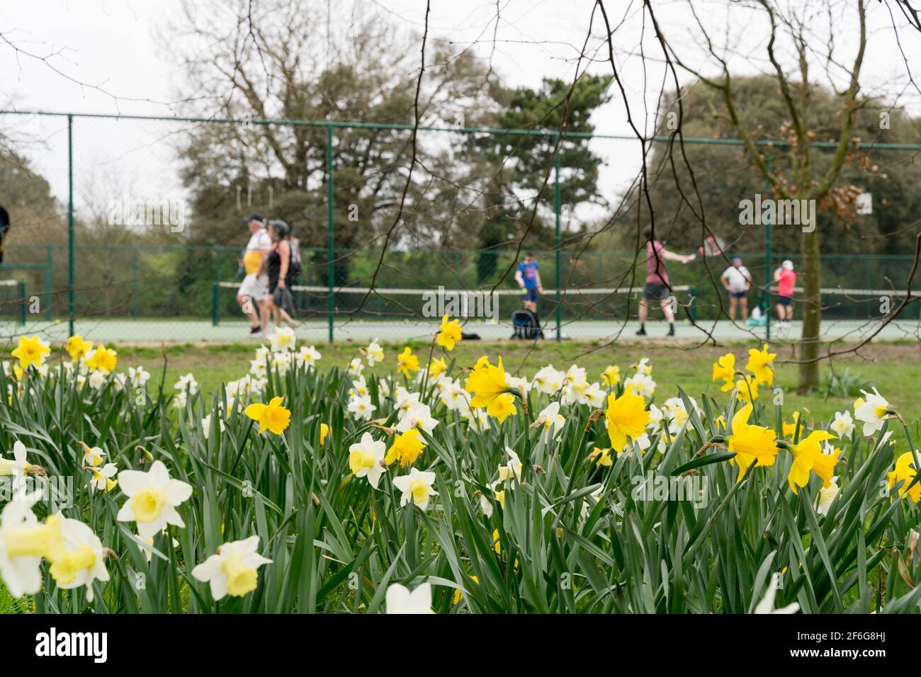 Im Blackheath Park mit Frühlingsblumen und Narzissen spielen die Leute Tennis Stockfoto