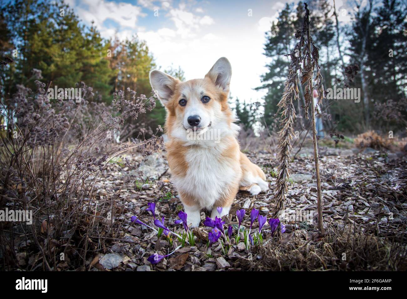 Welsh Corgi Pembroke sitzt vor violetten Krokussen Stockfoto