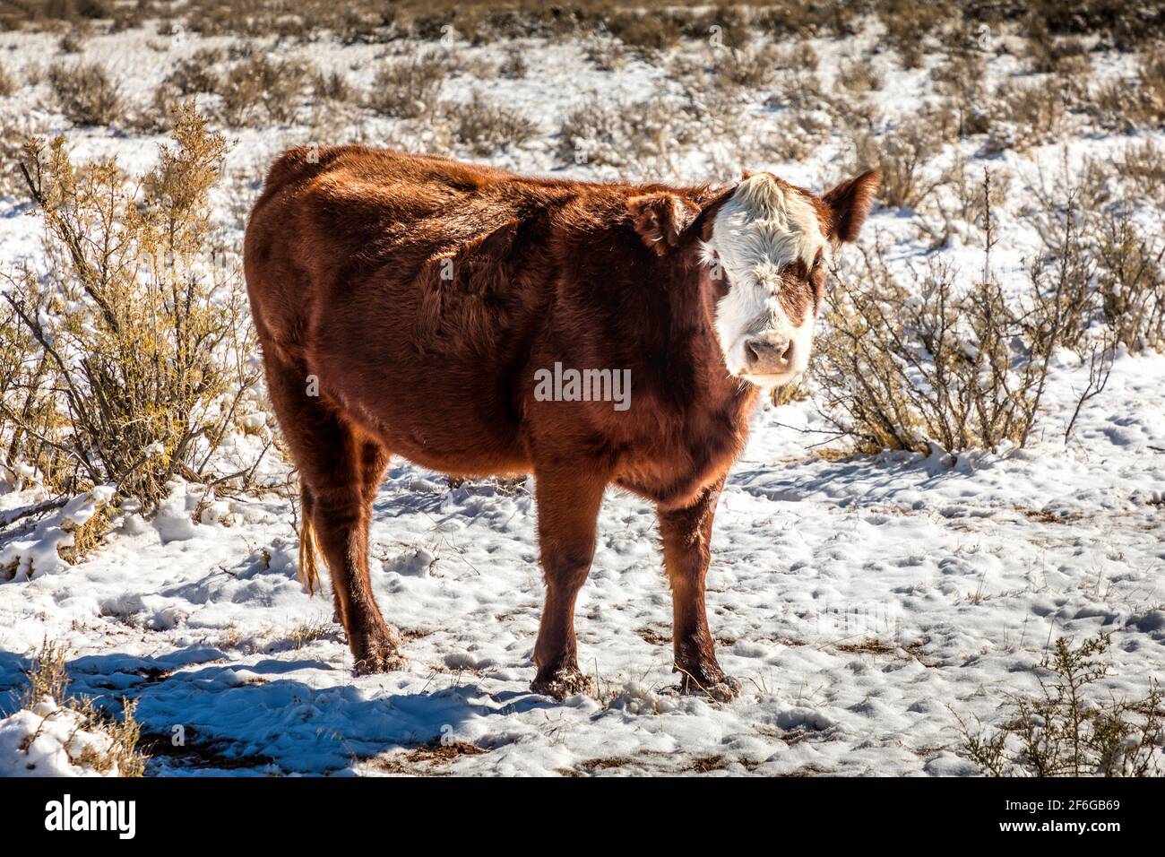 Junge Kuh, die im frühen Winter auf freiem Weide in Utah grast Stockfoto