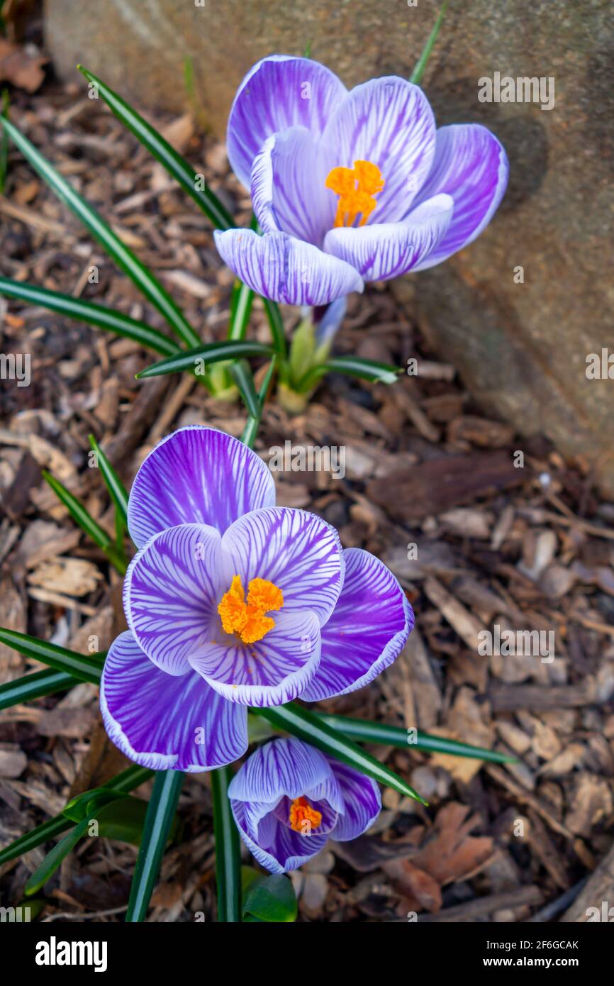Blühende Krokusse oder croci mit weißen Blütenblättern mit Fliederstreifen und orangefarbenem Stigma und Anthern (Crocus vernus var. Pickwick, Frühlingskrokus). Stockfoto