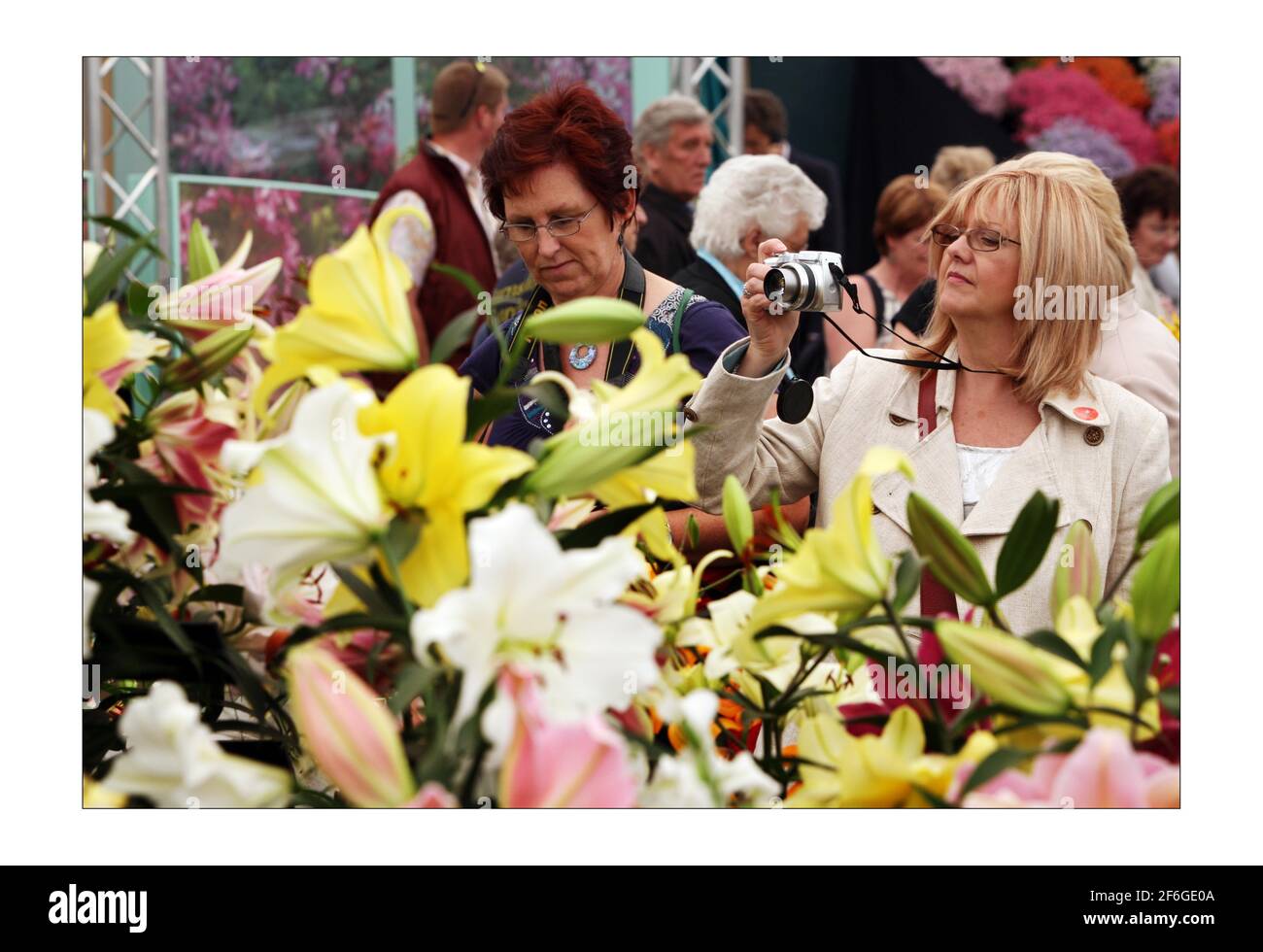 Die Öffentlichkeit genießt einen weiteren schönen Wettertag und schöne Blumen Bei der Chelsea Flower Show 2008 in LondonFoto von David Sandison The Independent Stockfoto